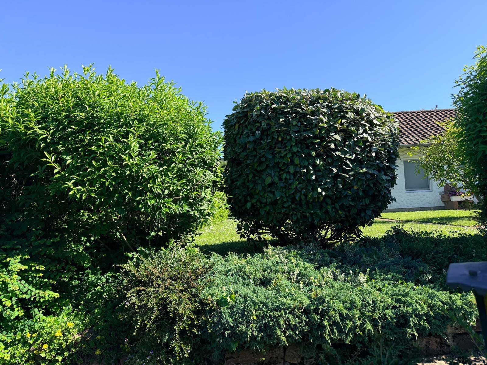 Grünfix Gartenservice Projekt 5 – Gartenpflege im Ortenaukreis